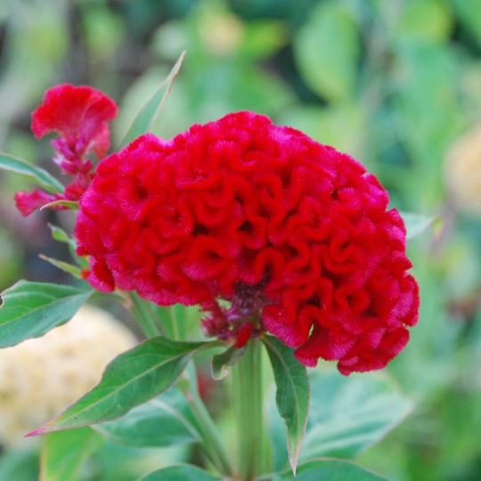 Celosia Seeds Chief Carmine 50 Thru 1, 000 Bulk Makes Great Cut Flowers