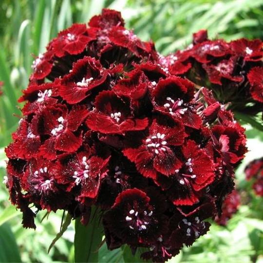 30 Sweet William Black Adder Seeds