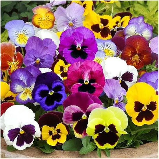 Pansy Swiss Giant Mixed Flower Seeds - Easy To Grow 110