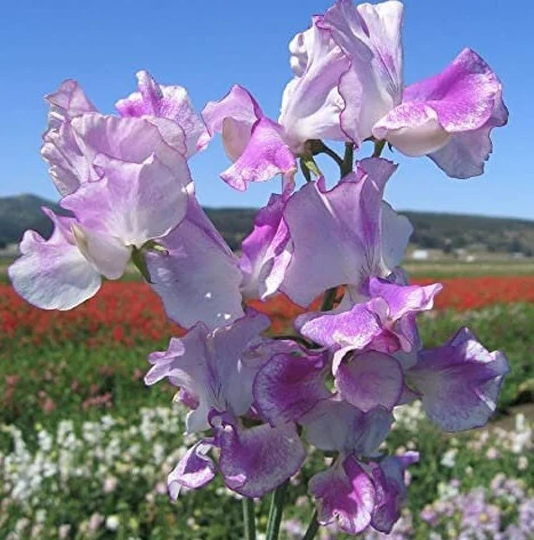 15 Lilac Ripple Spencer Sweet Pea Seeds