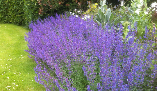 Catmint, Nepeta Racemose Approx. 50 Seeds, Hardy Perennial, Fairy Flower Seeds