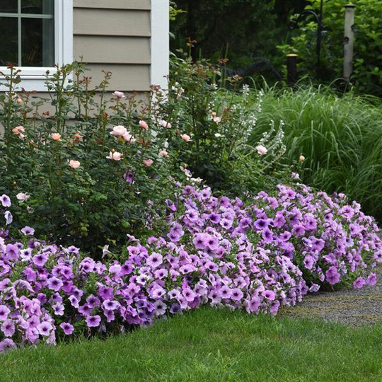 Petunia Seeds Easy Wave Plum Vein 100 Thru 500 Pelleted Bulk