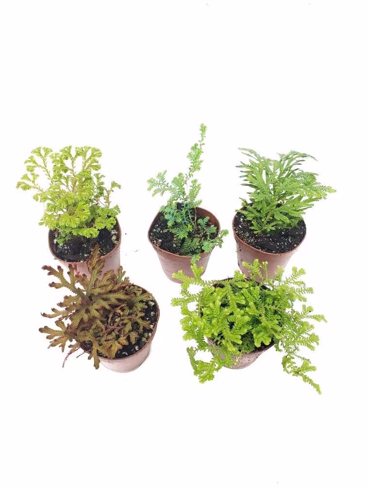 Moss Terrarium Collection/Fairy Garden Plants