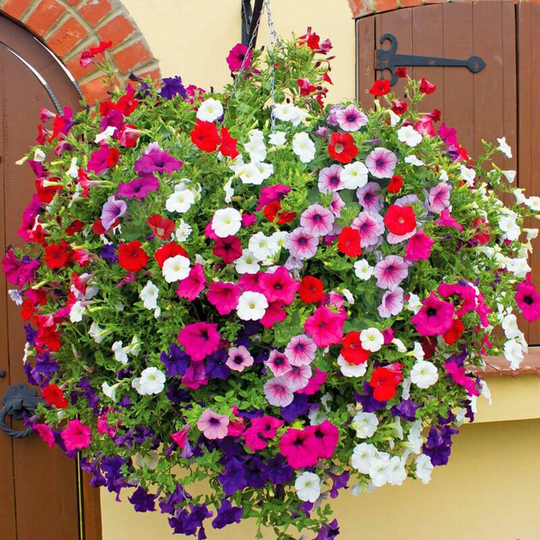 1000 Capsules Mixed Color Petunia Seeds Winter Paradise Scented Trailing Plant