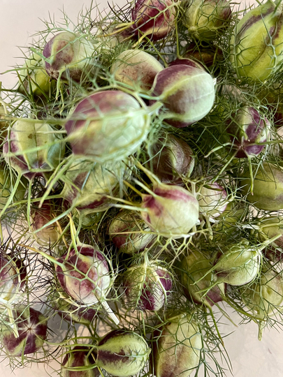 From The Farm - 12 Green Purple Seed Pods Nigella Wedding Shower Crafts Dried Flowers