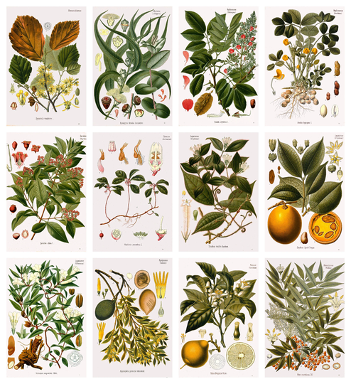 12 X Köhler's Medicinal Plants Postcards #3 - A Set Of Reproduction Art 300Gsm Premium-Quality Matte Photo Card