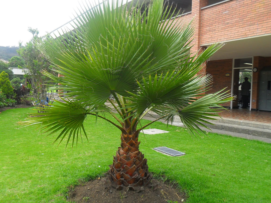 Palm Tree Seeds, Palm Fan Washingtonia Robusta, Organic Seeds - #325