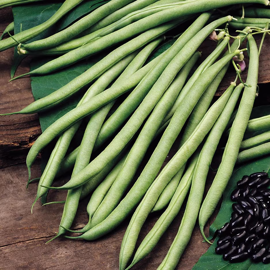 Climbing French Bean Cobra Vegetable Seeds - Sow in Summer 20 Organic