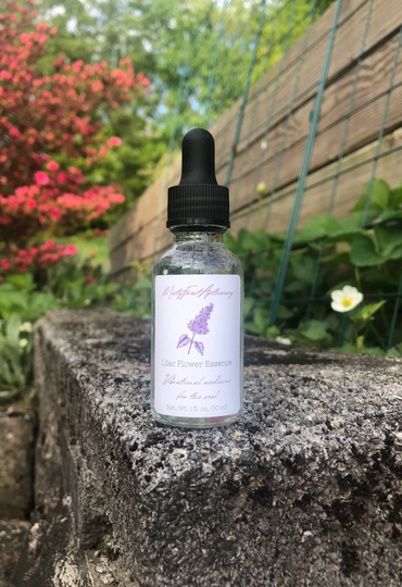 Lilac | Syringa Vulgaris Non-Alcoholic Flower Essence ~ Chakra Cleanse, Yoga, Mindful Meditation, Spirit Healing, Vibrational Medicine