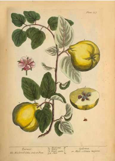 Quinces - Elizabeth Blackwell Botanical Poster