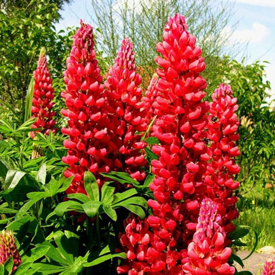 Flower Seeds Lupine Red