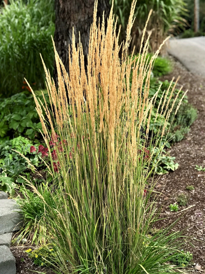 Ornamental Pnw Maiden Grass | 20 Seeds, Low Maintenance Grass Free Shipping