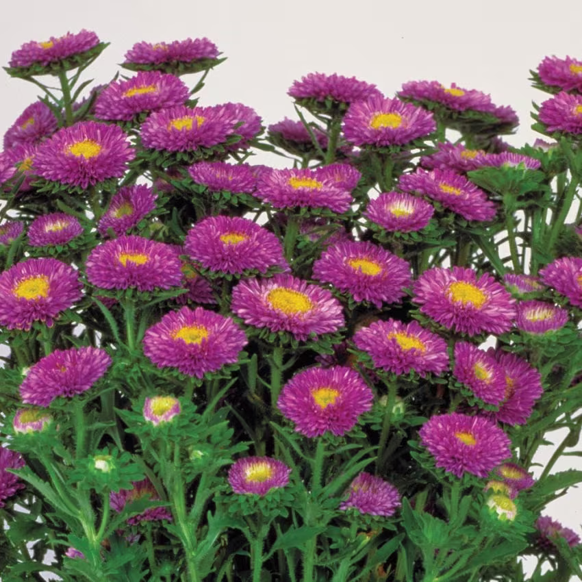 Aster Seeds Matsumoto Light Blue 50 Flower