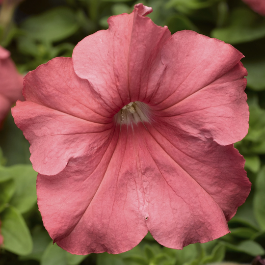 Petunia Seeds Tritunia Salmon 250 Thru 1, 000 Pelleted