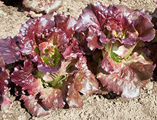 Lettuce Simphony Salad Vegetable Seeds - Easy To Grow 950 Organic