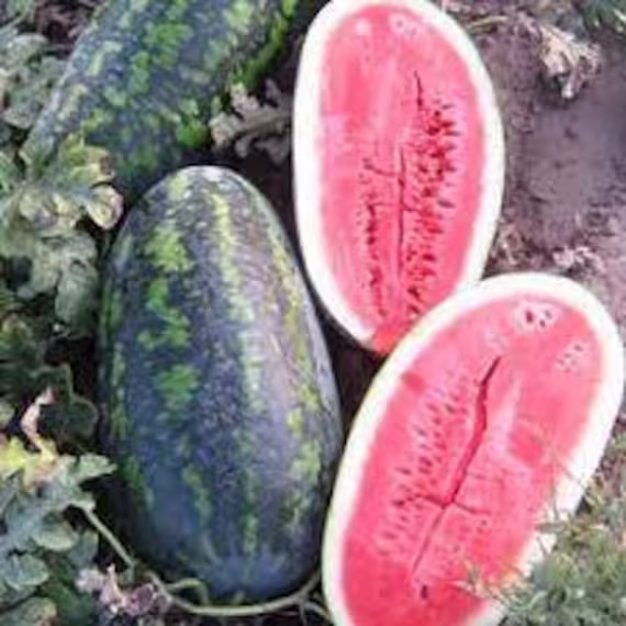 Watermelon Seeds Favorite
