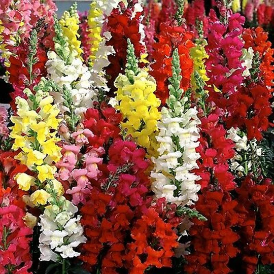 Snapdragon 4000 Seeds - Antirrhinum Majus Maximum Annual Flower