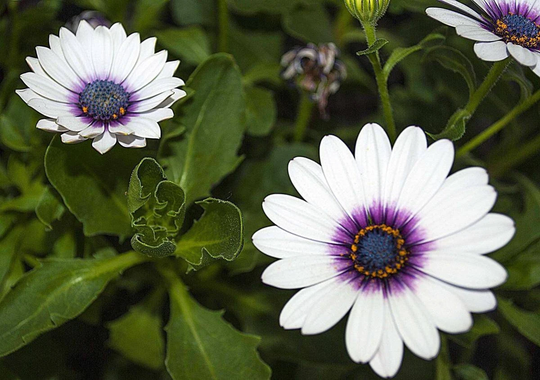 Rare Original Flower Seeds Arctotis "Blue Chamomile
