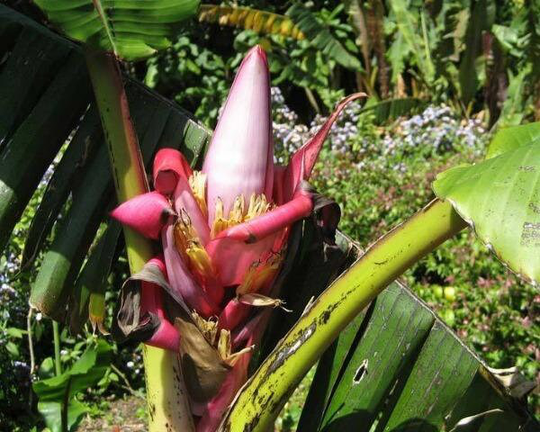 Musa Acuminata | Wild Cavendish 5 Seeds