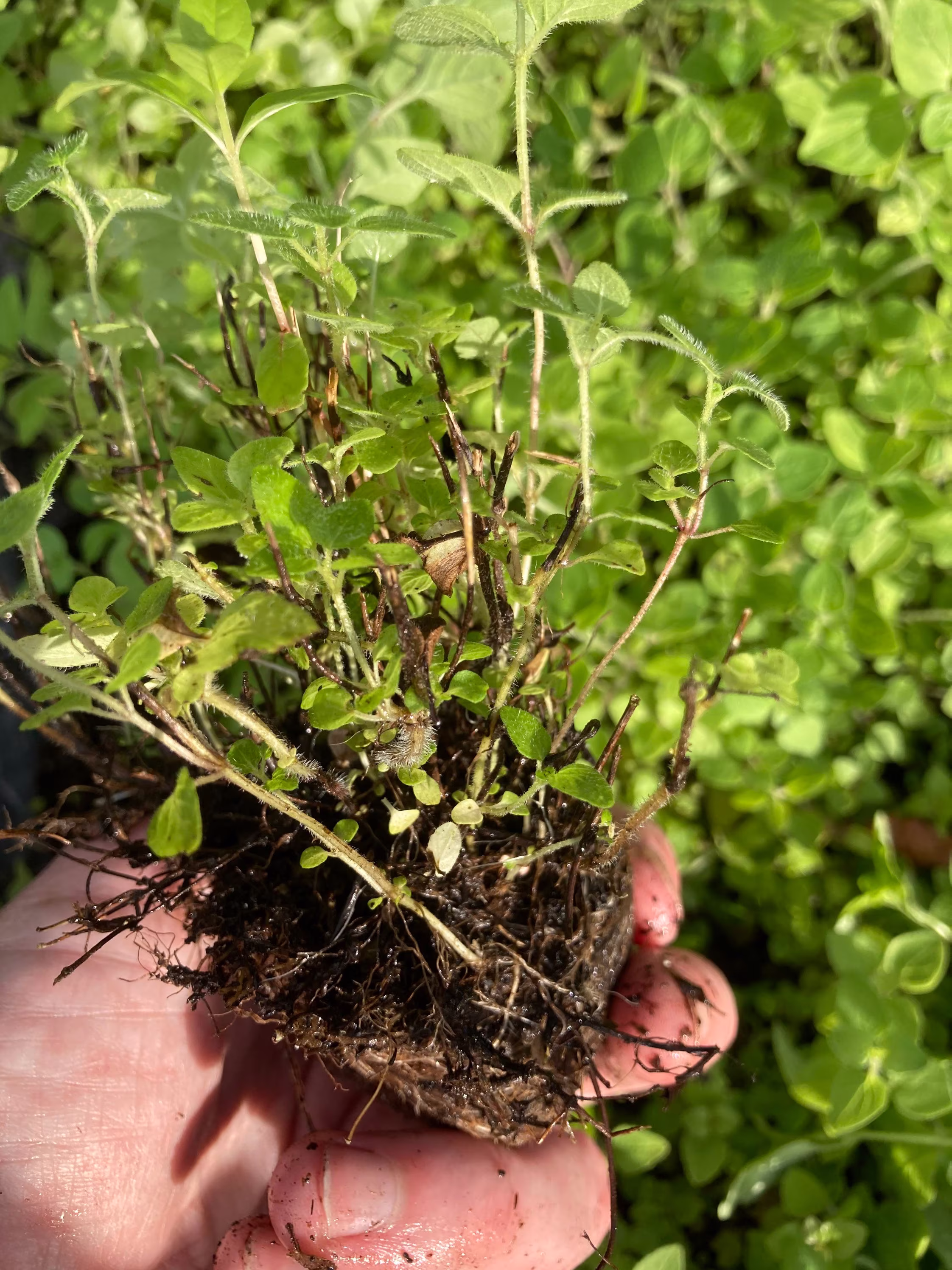 Marjoram | Herbs Transplants | Small Plants Free UK Postage