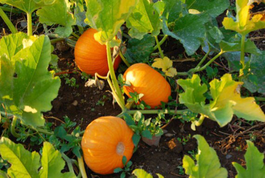 Organic Jack Be Little Pumpkin Seeds | Non - Gmo