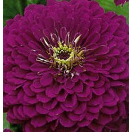 Dwarf Zinnia Purple Seeds Annual Flowering Non Gmo For Planting | 201845