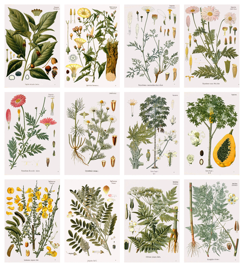 12 X Köhler's Medicinal Plants Postcards #2 - A Set Of Reproduction Art 300Gsm Premium-Quality Matte Photo Card
