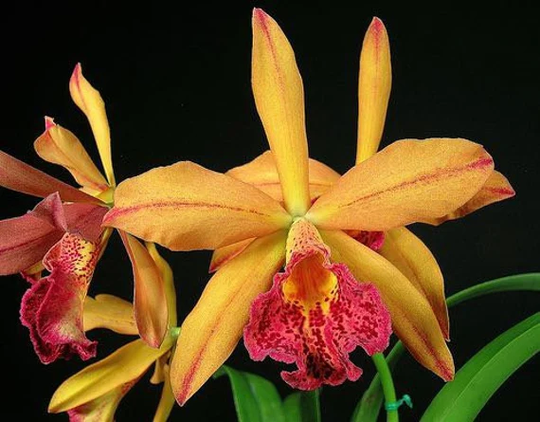 Blc. Copper Queen, Bl. Richard Mueller X Toshia Aok