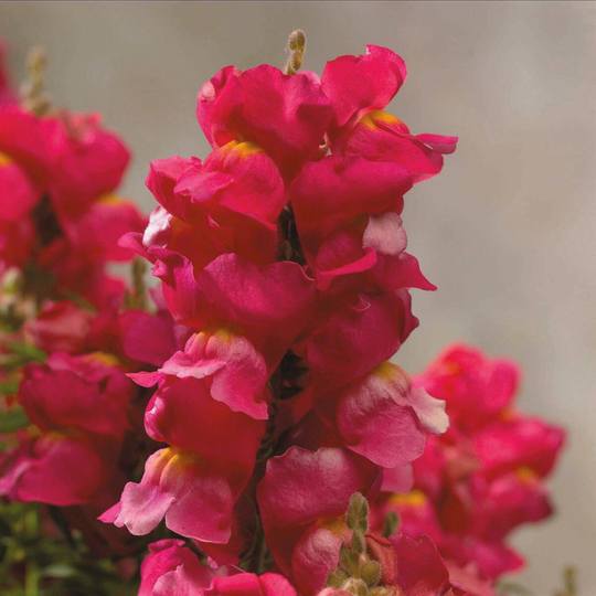 Mpb#4 Snapdragon Seeds Floral Showers Rose 50 Thru 500 Bulk