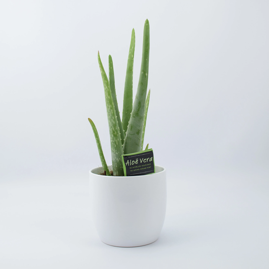 Aloe Vera Plant in White Ceramic Pot Gift