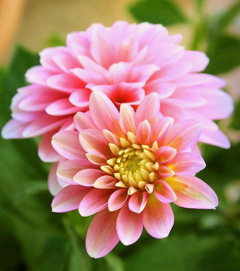 Dahlia Early Bird Dwarf Mixed X 50 Seeds