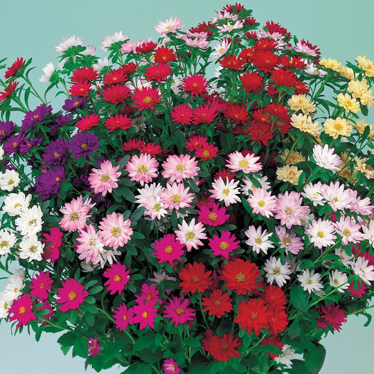 Aster Seeds 50 Serenade Mix Cut Flower