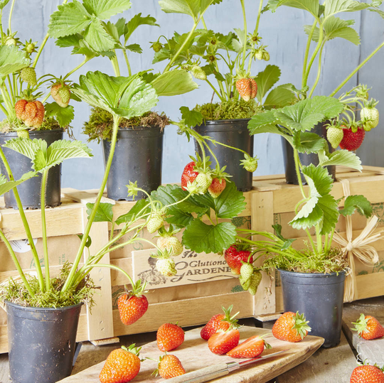 Grow Your Own Strawberry Jam Gardening Gift