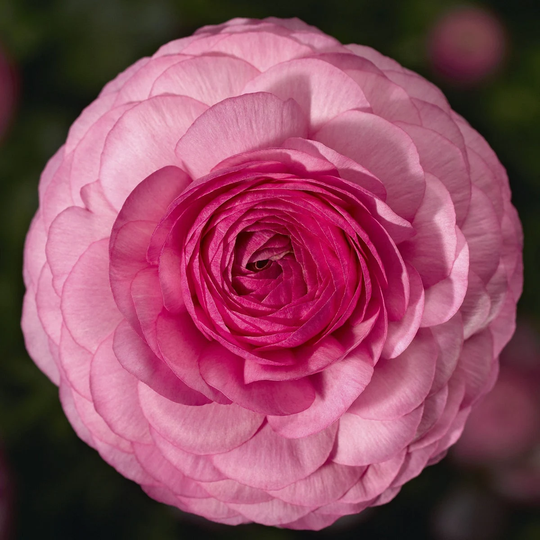 Ranunculus Seeds Mache Pink 50 Thru 250 Pelleted
