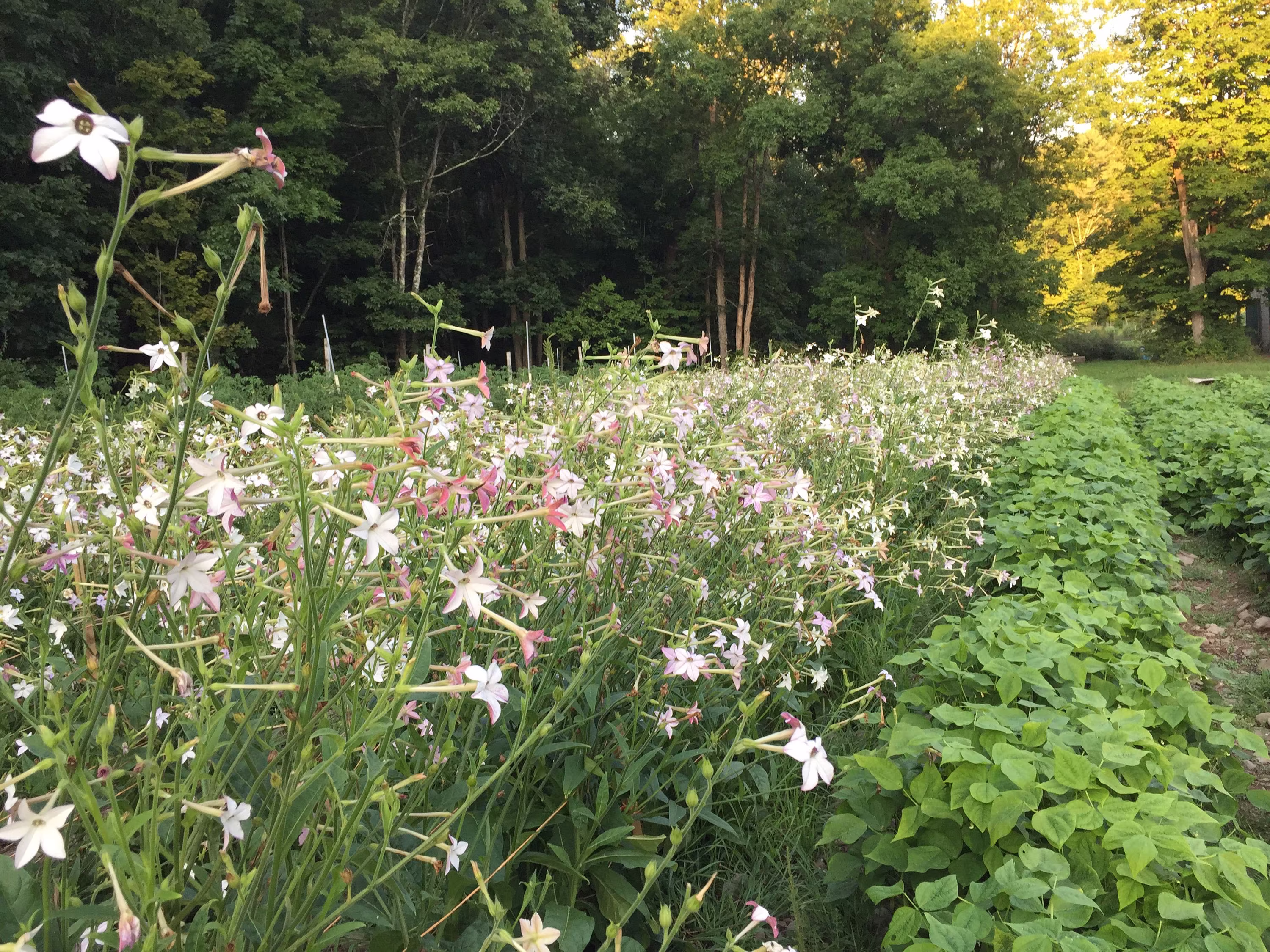 Nicotiana Lavender Cloud Certified Organic Seed 30
