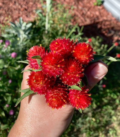 strawberry Fields Red Gomphrena Globe Amaranth Flower Seeds