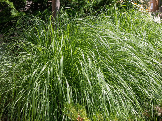 Organic Lemongrass Plant | Cymbopogon Flexuosus Seeds