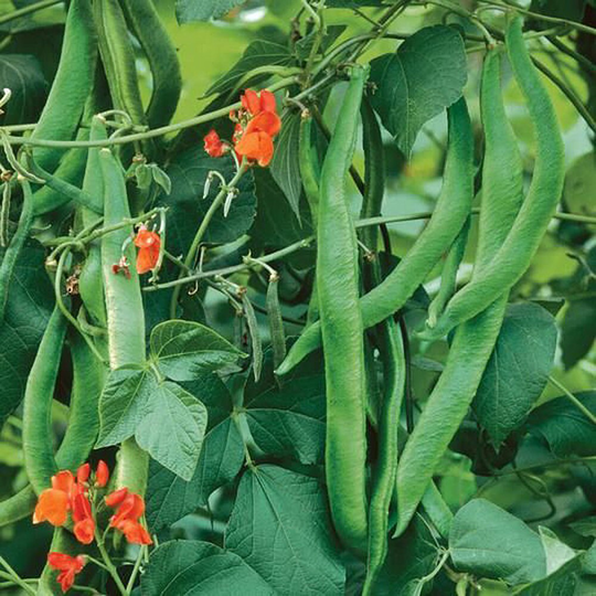 Runner Bean Scarlet Emperor Butter Vegetable Plant Seeds - 30 Organic