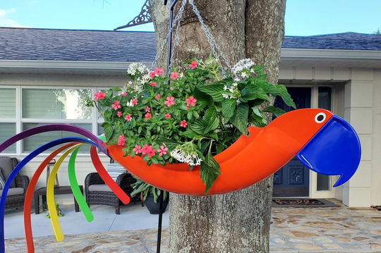 Oliver Orange Parrot With Bright Blue Beak & Multi-Colored Tail. The Really Stands Out in The Sun. Its A Deep "Cobalt Blue.