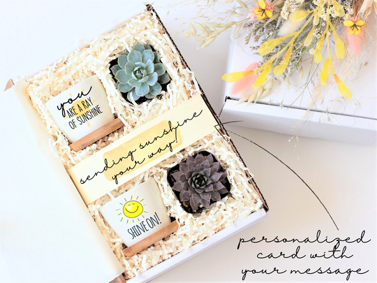 Unique Sunshine in A Box Gift - Personalized Succulent Ready To Ship Under 35