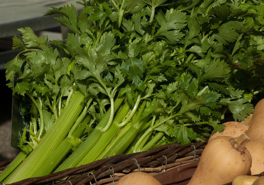 Lot Of 500 Seeds Celery Branch D'elne