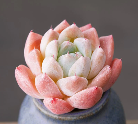 Echeveria Elegans Albicans, Rare Succulent, 10 Seeds