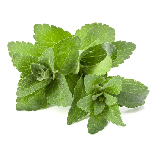 500 Stevia Rebaudiana Seeds - Natural Sweetener Organic Sugar Substitute Medicinal Herb No Calories Candyleaf, Sweetleaf, Sugarleaf