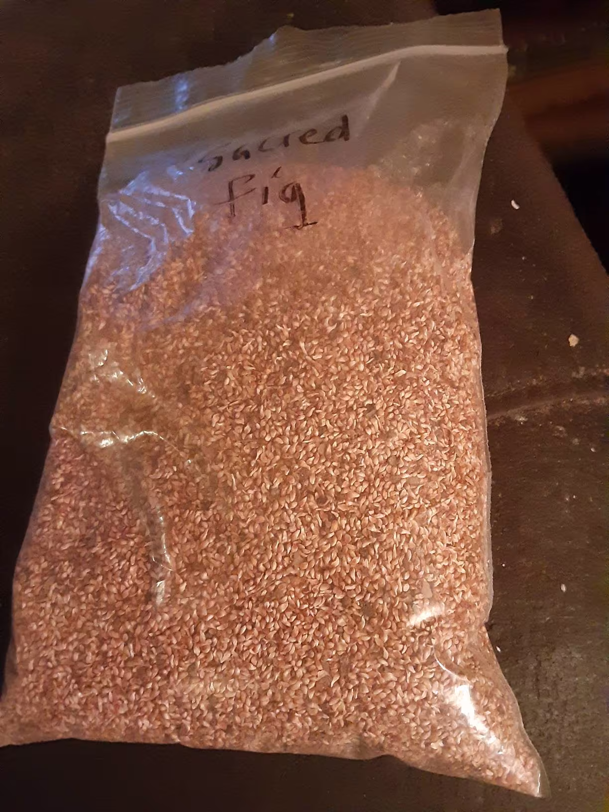 Sacred Fig Seeds
