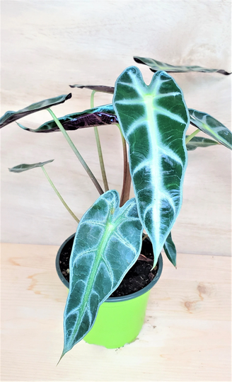 Alocasia Bambino, Polly, African Mask, Amazonica, Elephant Ear Live House Plant Green Unique in 3" Or 4