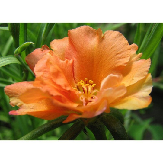 Moss-Rose Double Orange Seeds Annual Flowering Non Gmo For Planting | 201674