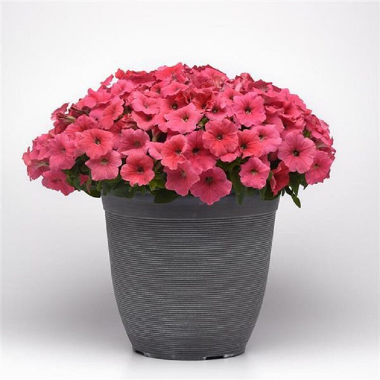 Petunia Seeds Easy Wave Coral 100 Thru 500 Pelleted Bulk