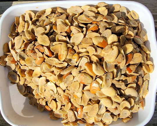 Gluten Free Ogbono Seeds 1lb