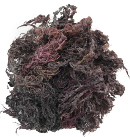 Purple Sea Moss | Chondrus Crispus