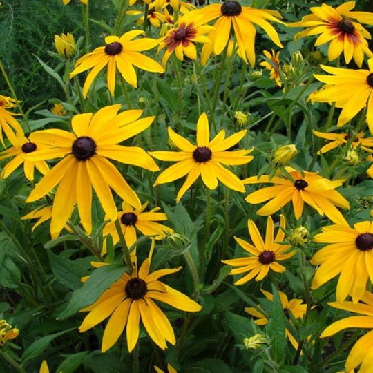 Black Eyed Susan Seeds Perennial Flowering Non Gmo For Planting | 203813